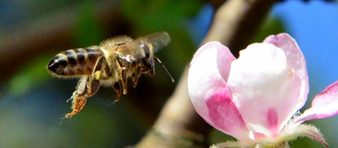 Com o serviço de polinização, as abelhas têm participação em grande parte da produção de alimentos