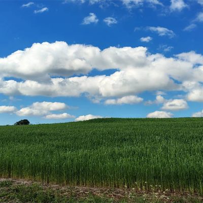 Sistema de Plantio Direto impulsiona a sustentabilidade no agro/ Foto: Maythe Novak - Bom Dia SC