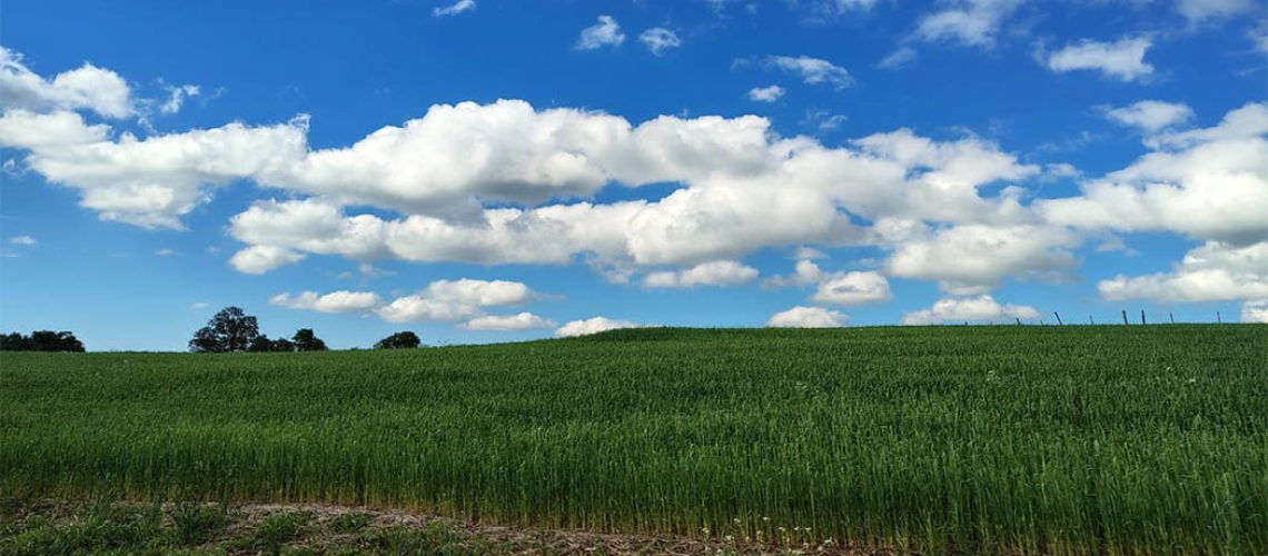 Sistema de Plantio Direto impulsiona a sustentabilidade no agro/ Foto: Maythe Novak - Bom Dia SC