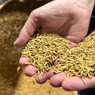 Depois de um ano desafiador, indústrias de arroz mantêm otimismo para 2025