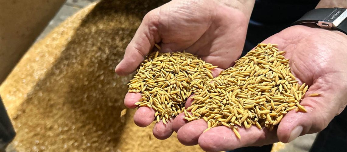 Depois de um ano desafiador, indústrias de arroz mantêm otimismo para 2025