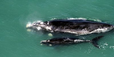 Encontro em São Paulo discute pesquisas e proteção das baleias-francas no Brasil