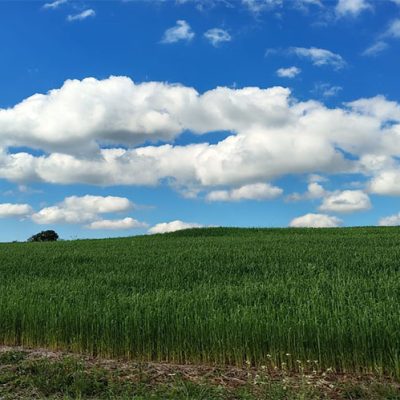 Coocam reforça sustentabilidade no Programa Campo Limpo/ Foto: Maythe Novak - Bom Dia SC