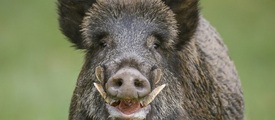 Javalis são animais selvagens, capazes de percorrer grandes trajetos atrás de comida ou fêmeas para procriação/ Foto: Banco de Imagem