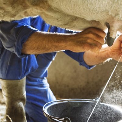 Entidades de Santa Catarina querem restringir a importação de leite/Foto: Internet