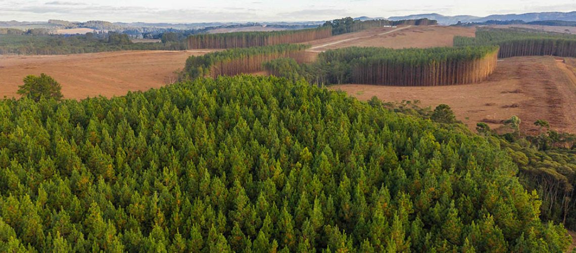 Legislação ambiental estadual valoriza características regionais/ Foto: WestRock / divulgação