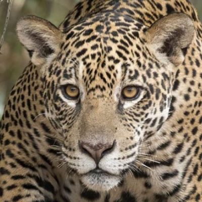 A onça-pintada é o maior felino das Américas e o terceiro maior do mundo/Foto: Leonarodo Ramos
