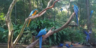 Dia Internacional da Biodiversidade Biológica (22/05)/ Foto: Maythe Novak - Bom Dia SC