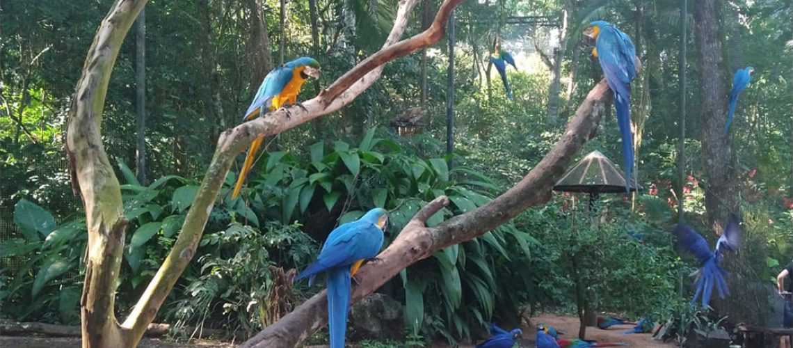 Dia Internacional da Biodiversidade Biológica (22/05)/ Foto: Maythe Novak - Bom Dia SC