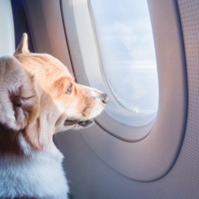 Viajando com cães e gatos: Saiba dicas para o deslocamento seguro com animais de estimação