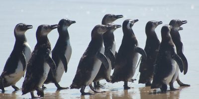 Soltos em Florianópolis, pinguins são monitorados via satélite até suas colônias reprodutivas