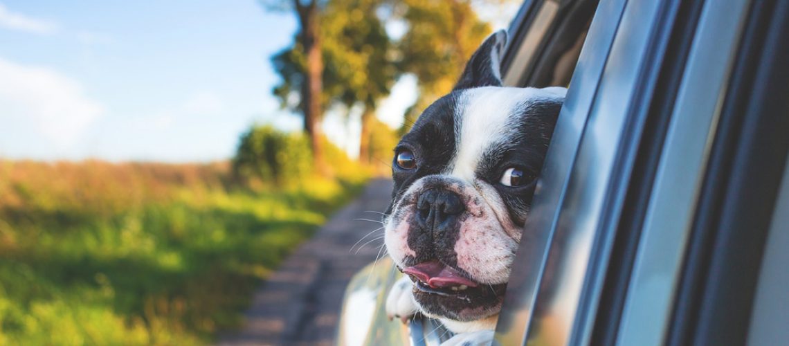 Em hipótese alguma deve ser deixado um cachorro dentro de um carro fechado/Pixabay