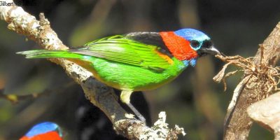 Aves do vale entre os Parques da Serra do Tabuleiro e de São Joaquim