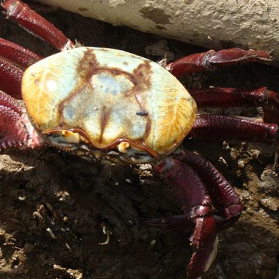 Aprovado projeto que visa proibir a captura e a comercialização, em qualquer época do ano, do caranguejo-uçá/Foto: Internet