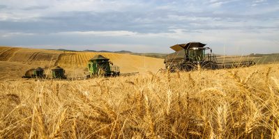 Copercampos vai aumentar área de produção de sementes de trigo