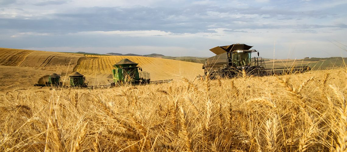 Copercampos vai aumentar área de produção de sementes de trigo