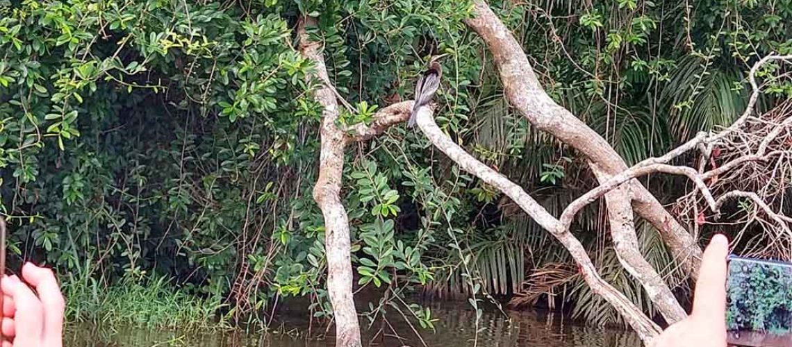 Mais de 300 especialistas em aves validam a riqueza que a Costa Rica concentra na avifauna/Foto: Maely Silva-Bom Dia SC