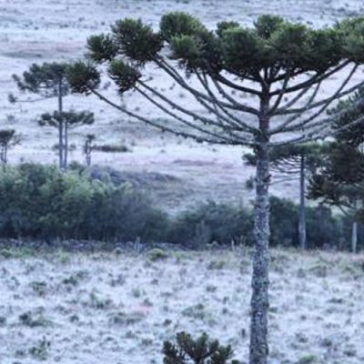 No final de semana as temperaturas devem permanecer baixas e com a possibilidade de formação de geada ampla/Foto: Internet