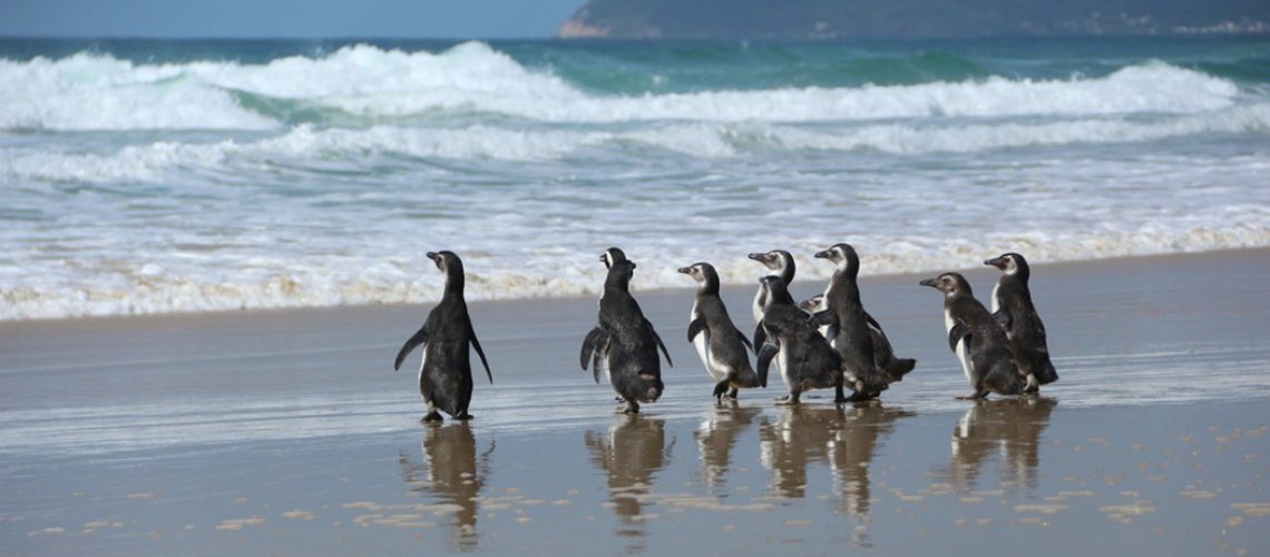 A soltura de dez pinguins, foi na praia de Moçambique, em Florianópolis