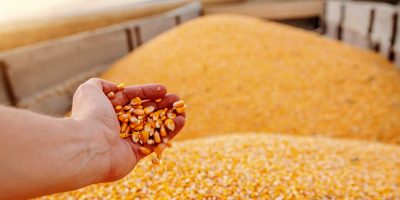Para o milho, a estimativa para a produção total está prevista para 114,58 milhões de toneladas/Foto: Internet