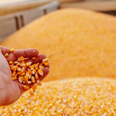Para o milho, a estimativa para a produção total está prevista para 114,58 milhões de toneladas/Foto: Internet