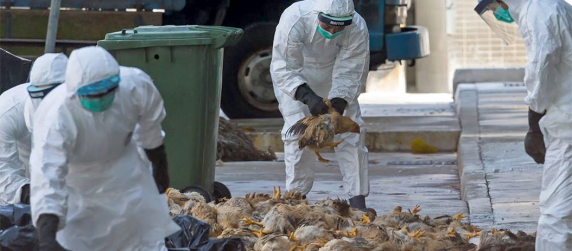 França sacrificará milhões de animais no noroeste do território para impedir uma nova epidemia de gripe aviária/Foto: Internet