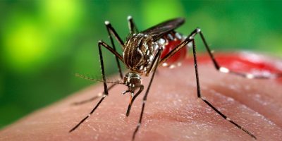 Joaçaba está com seis focos do mosquito Aedes Aegypti ativos em diferentes áreas e bairros da cidade/Foto: Internet