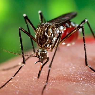 Joaçaba está com seis focos do mosquito Aedes Aegypti ativos em diferentes áreas e bairros da cidade/Foto: Internet