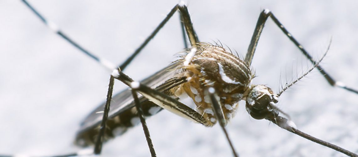 Foram confirmados três focos do mosquito Aedes Aegypti em diferentes locais do bairro Clara Adélia/Foto: divulgação Internet