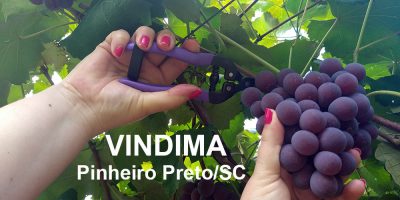 Vindima é período de muito trabalho e muita festa pela colheita da uva e início da produção do vinho/Foto: Bom Dia SC
