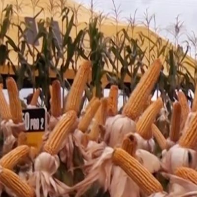 Pesquisa aponta que se as lavouras catarinenses de milho atingirem 75% do potencial de produtividade/Foto: Bom Dia SC