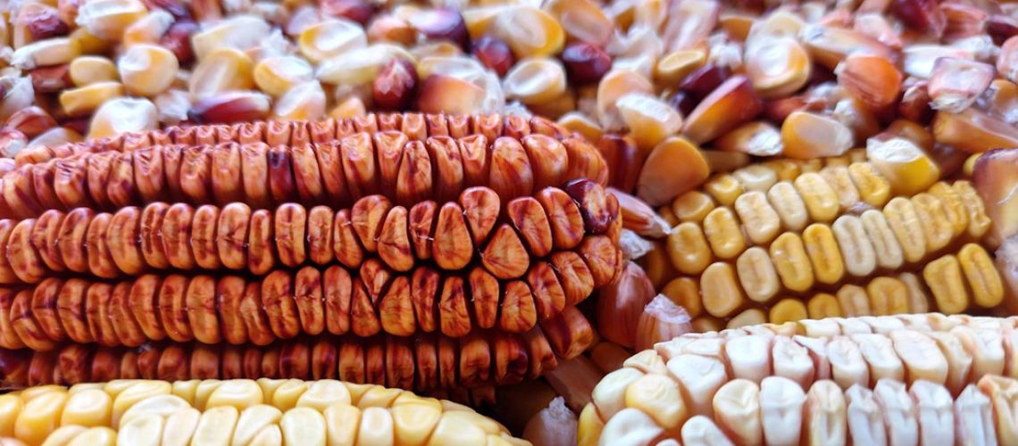 A produção de variedades do milho e das sementes crioulas em Anchieta começou em paralelo à criação do município/Foto: Divulgação