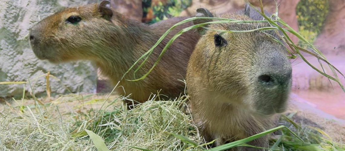 Oceanic Aquarium em Balneário Camboriú, tem 02 novas moradoras Banofe e Bonani