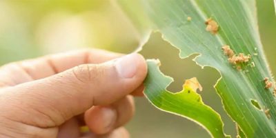 O município declarou situação de emergência nas áreas do município afetadas por alta incidência do complexo de enfezamentos nos milharais da cigarrinha-do-milho/Foto: Internet