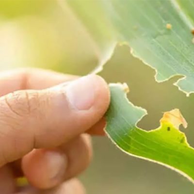 O município declarou situação de emergência nas áreas do município afetadas por alta incidência do complexo de enfezamentos nos milharais da cigarrinha-do-milho/Foto: Internet