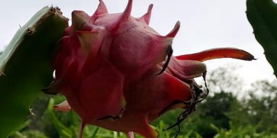 A Pitaya é destaque na Rota Turística de Herval d’ Oeste