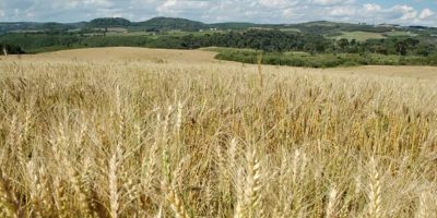 Nos últimos seis anos a produção catarinense de trigo cresceu 180%, enquanto a nacional aumentou 76%/(Foto: Aires Mariga