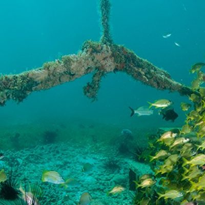 A criação de recifes artificiais no litoral catarinense será uma forma de incentivar o turismo de mergulho/Foto: Internet