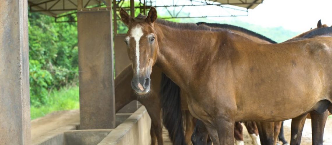 Cavalos utilizados na produção de soros pelo Instituto Butantan/Foto: Instituto Butantan