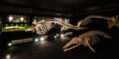 Museu Oceanográfico Univali completa 36 anos