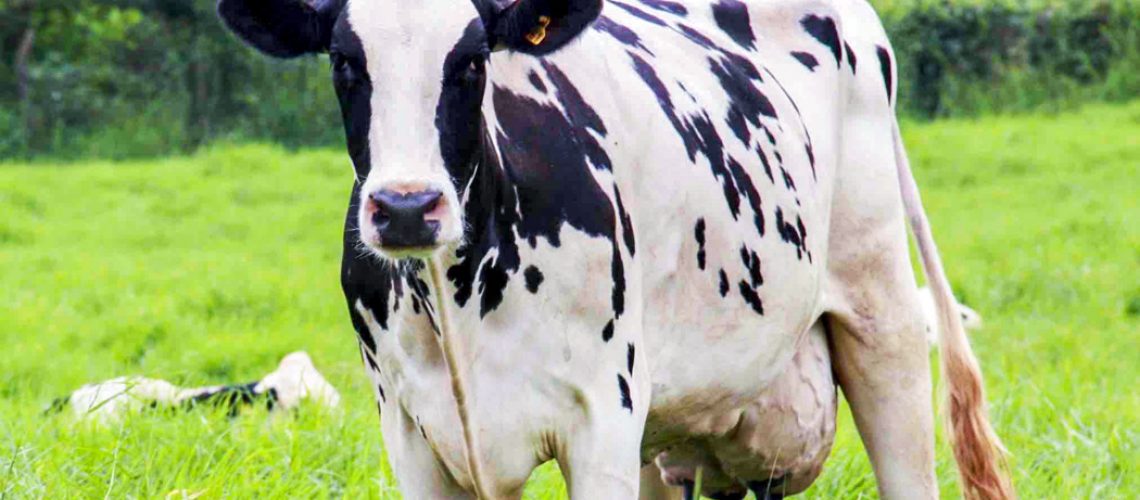 Em Santa Catarina, a produção de leite caiu em consequência das últimas secas que atingiram o sul do País