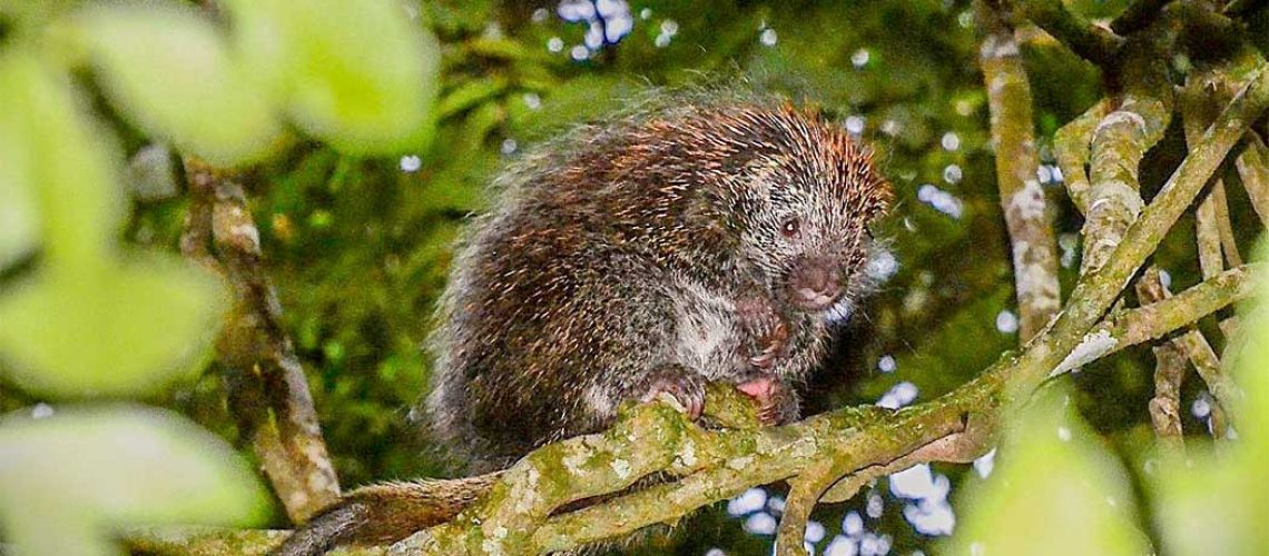 Ouriço-cacheiro: o “jardineiro” da Mata Atlântica é destaque em Itapema